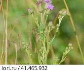 Isophya on the stems of the tubercle. Wingless grasshopper Isoph. Стоковое фото, фотограф Леонид Еремейчук / Фотобанк Лори