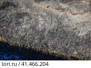 Pond Beach with burnt cane. Soot and ashes of burnt grass. Стоковое фото, фотограф Леонид Еремейчук / Фотобанк Лори