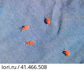 Close up macro Red velvet mite or Trombidiidae, Red velvet mite. Стоковое фото, фотограф Леонид Еремейчук / Фотобанк Лори