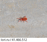 Close up macro Red velvet mite or Trombidiidae. Стоковое фото, фотограф Леонид Еремейчук / Фотобанк Лори