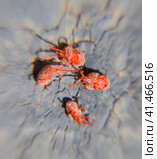 Close up macro Red velvet mite or Trombidiidae. Стоковое фото, фотограф Леонид Еремейчук / Фотобанк Лори