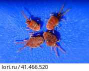 Arthropod mites on a blue background. Close up macro Red velvet. Стоковое фото, фотограф Леонид Еремейчук / Фотобанк Лори