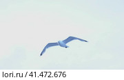 sea gull flies behind the ship in the blue sky. Стоковое видео, видеограф Андрей Знаменский / Фотобанк Лори