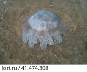 Dead jellyfish in the shallow waters of seashore. Jellyfish Rhizostomeae. Стоковое фото, фотограф Леонид Еремейчук / Фотобанк Лори