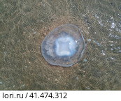 Dead jellyfish in the shallow waters of seashore. Jellyfish Rhizostomeae. Стоковое фото, фотограф Леонид Еремейчук / Фотобанк Лори