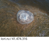 Dead jellyfish in the shallow waters of seashore. Jellyfish Rhizostomeae. Стоковое фото, фотограф Леонид Еремейчук / Фотобанк Лори
