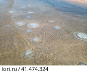 Dead jellyfish in the shallow waters of seashore. Jellyfish Rhizostomeae. Стоковое фото, фотограф Леонид Еремейчук / Фотобанк Лори