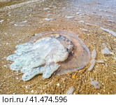 Dead jellyfish in shallow water. Jellyfish Rhizostoma root rope, thrown to the shore of the sea. Dead jellyfish. Стоковое фото, фотограф Леонид Еремейчук / Фотобанк Лори