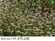 Buckwheat macro with white flowers. Fagopyrum esculentum. Стоковое фото, фотограф Ольга Сейфутдинова / Фотобанк Лори