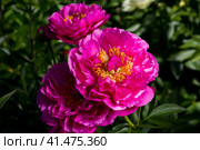 Peony HI-MABEL. Semi-double jareo pink peony flower with yellow stamens. Interspecific hybrid. Стоковое фото, фотограф Ольга Сейфутдинова / Фотобанк Лори