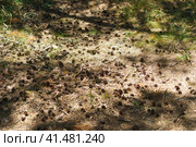 The pine forest on the Curonian Spit in Kaliningrad Oblast, Russia.  A lot of cones on the ground. Sunny summer day. Shafows of threes on the ground. Стоковое фото, фотограф YuryKara / Фотобанк Лори