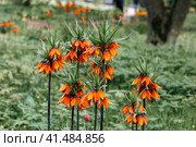 Flowering fritillary Rubra Maxima - crown imperial Rubra Maxima (Fritillaria imperialis Rubra Maxima) Стоковое фото, фотограф Ольга Сейфутдинова / Фотобанк Лори