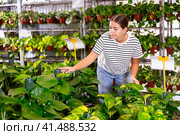 Girl have a view of leaf of pothos tutor houseplant in store for amateur gardeners. Стоковое фото, фотограф Яков Филимонов / Фотобанк Лори