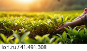 Green shoots of cultivated plants in a large field. Generated by AI. Стоковое AI-изображение, AI-художник Ярославский Максим / Фотобанк Лори