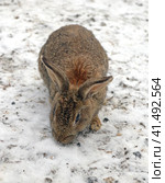 Кролик домашний (Oryctolagus cuniculus domesticus) Стоковое фото, фотограф EgleKa / Фотобанк Лори
