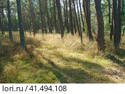 The Dancing Forest is a pine forest on the Curonian Spit in Kaliningrad Oblast, Russia. Dancing Forest follows the movement of the sands. Стоковое фото, фотограф YuryKara / Фотобанк Лори