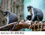 Мартышка Диана. Diana monkey. Стоковое фото, фотограф Галина Савина / Фотобанк Лори