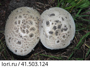 Forest mushrooms, wild forest, the search for mushrooms. Стоковое фото, фотограф Елена Бобкова / Фотобанк Лори