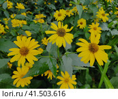 Гелиопсис подсолнечниковидный, Heliopsis helianthoides семейства Астровые. Красивые желтые ромашки на клумбе. Пышный куст с яркими цветами. Цветение однолетних и многолетних растений. Heliopsis sunflower, Heliopsis helianthoides of the Asteraceae family. Beautiful yellow daisies in a flower bed. Lush bush with bright flowers. Bloom of annual and perennial plants. Стоковое фото, фотограф Ирина / Фотобанк Лори