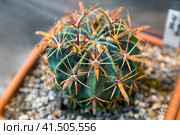 Ferocactus peninsulae and other varieties of cactus in pots. Стоковое фото, фотограф Ирина Вершинская / Фотобанк Лори