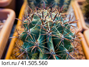 Ferocactus peninsulae and other varieties of cactus in pots. Стоковое фото, фотограф Ирина Вершинская / Фотобанк Лори