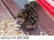 Джунгарские хомячки рядом с кормом. Стоковое фото, фотограф Любовь Демус / Фотобанк Лори