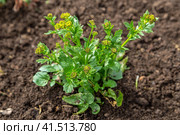 Common winter cress yellow flowers. Стоковое фото, фотограф Ольга Сейфутдинова / Фотобанк Лори