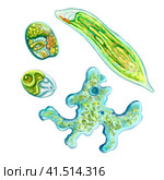 Unicellular protozoa. Color illustration of a single-celled bacterium. For printing textbooks, encyclopedias, brochures and posters on biology and medicine. For printing on objects and website design. Стоковая иллюстрация, иллюстратор Larisa Hamukova / Фотобанк Лори