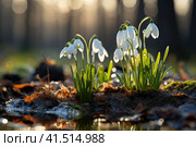 Early spring concept. Flowers snowdrops in garden, sunlight. First beautiful snowdrops in spring. Common snowdrop blooming. Galanthus nivalis bloom in spring forest. Snowdrops close up. Стоковое AI-изображение, AI-художник Ирина Михайличенко / Фотобанк Лори
