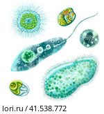 Unicellular protozoa. Set of illustration of a single cell bacterium. For printing textbooks, encyclopedias, brochures and posters on biology and medicine. For printing on objects and website design. Стоковая иллюстрация, иллюстратор Larisa Hamukova / Фотобанк Лори