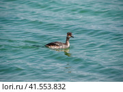 Waterfowl in sea water. Стоковое фото, фотограф Леонид Еремейчук / Фотобанк Лори