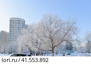 Snowy park in winter in Zelenograd in Moscow, Russia. Стоковое фото, фотограф Володина Ольга / Фотобанк Лори