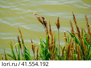 Acrocephalus sits on reed stalks by the lake. Стоковое фото, фотограф Леонид Еремейчук / Фотобанк Лори