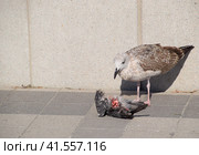 seagull is eating a dead dove. Seagull is a predator. Стоковое фото, фотограф Леонид Еремейчук / Фотобанк Лори