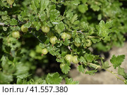 Gooseberries in the garden on a bed. Young leaves of gooseberry. Стоковое фото, фотограф Леонид Еремейчук / Фотобанк Лори