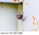 female spider of the crosspiece weaves the net. Spider on the fence. Стоковое фото, фотограф Леонид Еремейчук / Фотобанк Лори