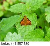 Butterfly red colored sat on a green leaf. Full photo with a sharp Closeup of a Skipper Hesperiidae butterfly taken with a macro lens. Now you can crop the photo itself. Стоковое фото, фотограф Леонид Еремейчук / Фотобанк Лори