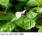 Butterfly cabbage pollinates a purple flower. Стоковое фото, фотограф Леонид Еремейчук / Фотобанк Лори