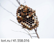 Nest of wasps polist in the grass. Small view wasp polist. Стоковое фото, фотограф Леонид Еремейчук / Фотобанк Лори