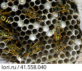 Wasp nest with wasps sitting on it. Стоковое фото, фотограф Леонид Еремейчук / Фотобанк Лори