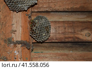 Wasp nest with wasps sitting on it. Стоковое фото, фотограф Леонид Еремейчук / Фотобанк Лори