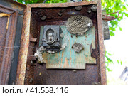 Nest of wasps in the old electrical switchboard. Wasp polist. Стоковое фото, фотограф Леонид Еремейчук / Фотобанк Лори