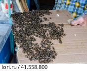A large congestion of bees on a sheet of cardboard. Swarming of the bees. Honey bee. Стоковое фото, фотограф Леонид Еремейчук / Фотобанк Лори