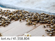 A large congestion of bees on a sheet of cardboard. Swarming of the bees. Honey bee. Стоковое фото, фотограф Леонид Еремейчук / Фотобанк Лори