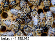 Macro photograph of bees. Dance of the honey bee. Bees in a bee hive on honeycombs. Стоковое фото, фотограф Леонид Еремейчук / Фотобанк Лори