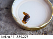 Leach on the lid of the jar. Bloodsucking animal. A subclass of ringworms from the belt-type class. Hirudotherapy with leeches. Giruda. Стоковое фото, фотограф Леонид Еремейчук / Фотобанк Лори