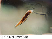 Leech on the glass. Bloodsucking animal. subclass of ringworms from the belt-type class. Hirudotherapy. Стоковое фото, фотограф Леонид Еремейчук / Фотобанк Лори
