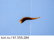Leech on the glass. Bloodsucking animal. subclass of ringworms from the belt-type class. Hirudotherapy. Стоковое фото, фотограф Леонид Еремейчук / Фотобанк Лори