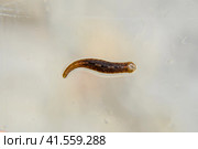 Leech on the glass. Bloodsucking animal. subclass of ringworms from the belt-type class. Hirudotherapy. Стоковое фото, фотограф Леонид Еремейчук / Фотобанк Лори