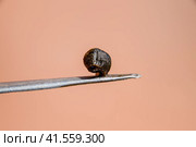 Leech on the tweezers. Bloodsucking animal. subclass of ringworms from the belt-type class. Hirudotherapy. Стоковое фото, фотограф Леонид Еремейчук / Фотобанк Лори